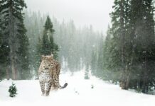 Ile kosztuje czołg Leopard 2?