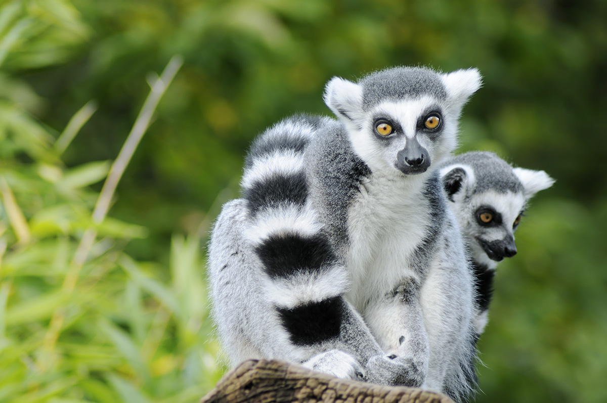Lemur
